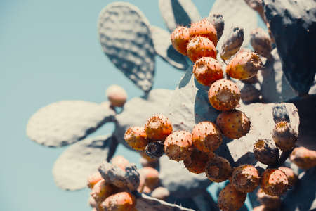 Close up of Prickly pear cactus aka opuntia ficus'indica from Calabria toned in modern contrast...