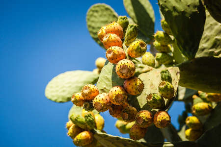 Ripe prickly pear catus in a sunny day in Calabriaの写真素材