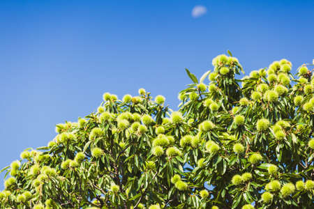 Chestnut tree crown full of raw spicky nuts against blue sky in Calabria, neon tonedの写真素材