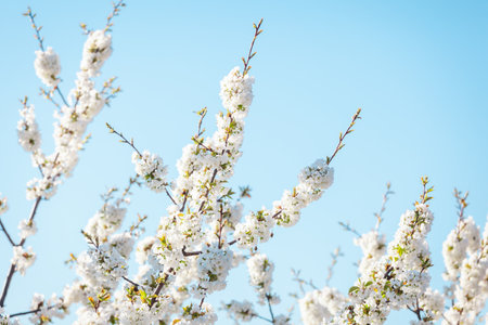 Apple tree in spring blossom against blue sky, focus on central branch