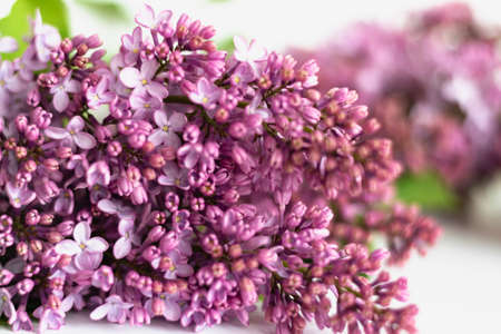 Floral spring background. Purple-pink lilac close-up. Selective focus. Macro. Horizontal photo.