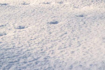 Animal footprints in the snow on a sunny frosty day. Winter snowy landscape. Horizontal photo.