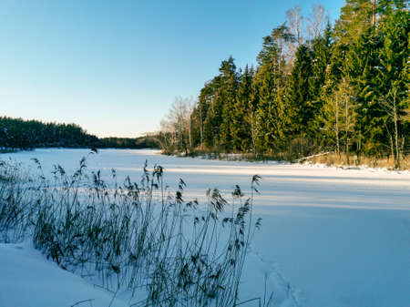Winter lake in snowdrifts on a frosty sunny day. Winter forest after a snowfall. Landscape, wallpaper. Horizontal photo.の写真素材