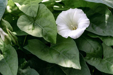 Field bindweed is a type of perennial herb with a climbing stem and a creeping branching rhizome. It...