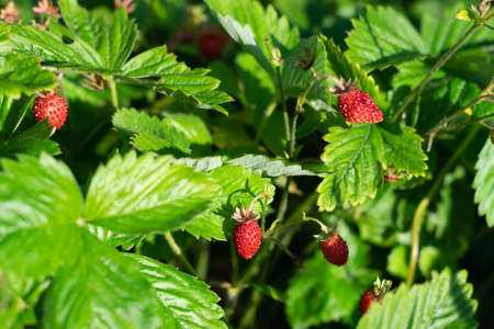 Wild strawberry bush in forest. Red strawberries berry and white flowers in wild meadow, close up....