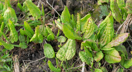 Fresh young green sorrel in the spring garden. Horizontal photo. Selective focus. Vegetarian.