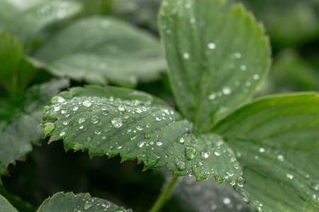 Strawberry foliage after rain in the garden.