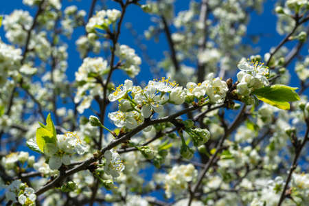 A blooming cherry tree is strewn with white flowers against a bright blue sky. Selective focus....