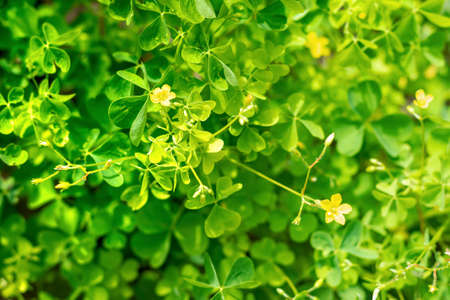 Colorful natural background, wallpaper.Bright yellow small flowers among the meadow, growing among the green grass. horizontal photo.の写真素材