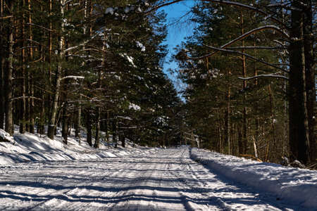 Snow-covered road in the winter coniferous forest. Winter landscape. Extreme driving, 4x4. Horizontal photo.の写真素材