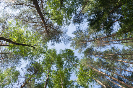 Bottom view of the sky through the crowns of trees in a pine forest. Horizontal photo. Natural...