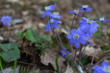 Spring flowers snowdrops in bright blue. Springtime. Horizontal photo. Flowers close-up.