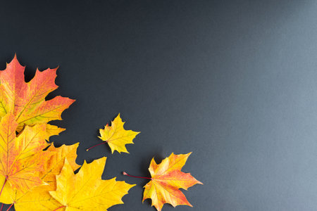 Autumn maple leaves on a dark background. Autumn flat lay with place for text. Horizontal photo.の写真素材