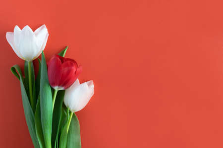 Spring bright beautiful tulips on a red background, horizontal photo
