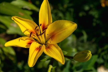 Yellow lilies in the summer garden. Natural flower background. Horizontal photo.