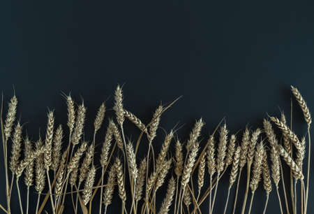 Harvesting concept. Wheat cereal ears on a dark background. Place for text, layout. Horizontal photo.の写真素材
