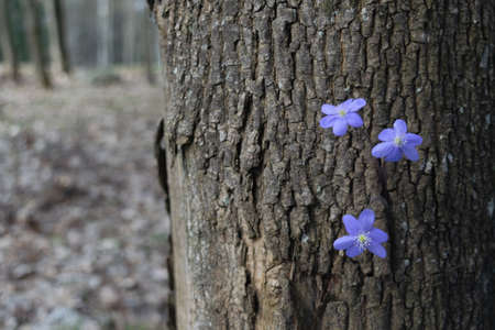 Ecology concept. Bright blue snowdrops growing on a tree. Spring flowers, springtime. Horizontal photo.の写真素材