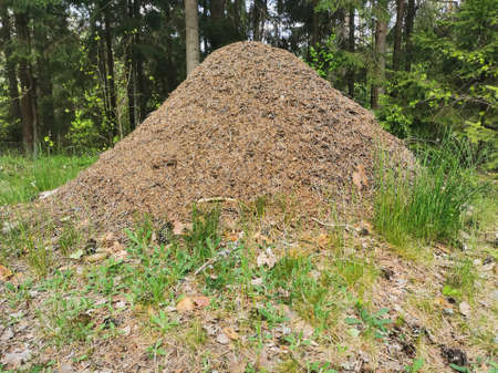 A large forest anthill in the thicket of the forest. Summer time. A huge colony of ants. Horizontal...
