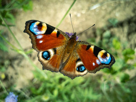 The peacock eye is a bright European butterfly with spotted eyes on its wings. A subfamily of true nymphalids. Horizontal photo.の写真素材