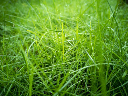 Lush green grass with dew drops in the light of the sun. Natural background wallpaper. Horizontal photo.の写真素材