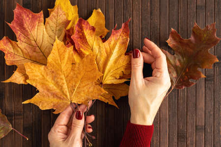 Autumn maple leaves in a woman's hand. Top view, autumn background. Horizontal photo, flatley.の写真素材