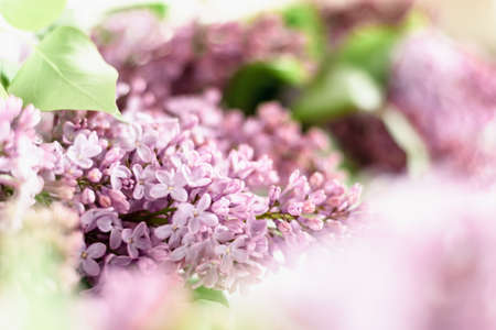 Lilac flowers in blurred focus. natural flower background. horizontal photo.