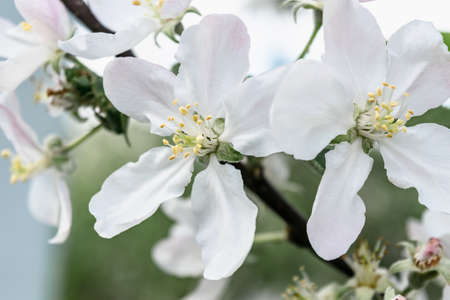 Close-up of flowers of a blooming apple tree on a branch. horizontal photo.の写真素材