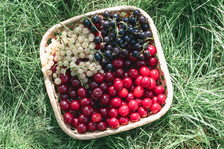 Top view of berries of cherries, white and black currants in a basket on the lawn. horizontal photo.の写真素材
