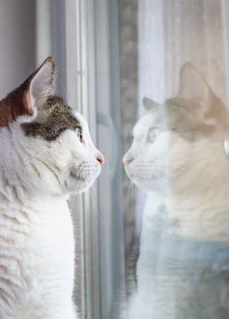A young white-striped cat looks at his reflection in the window. vertical photo.の写真素材