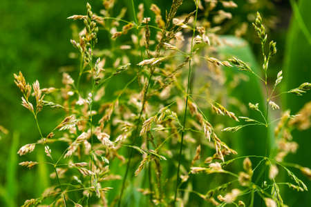natural background. Meadow weeds in the meadow. horizontal photo.の写真素材
