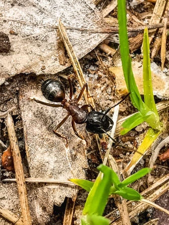 Red wood ant Formica rufa. insect in natural habitat. selective focus.