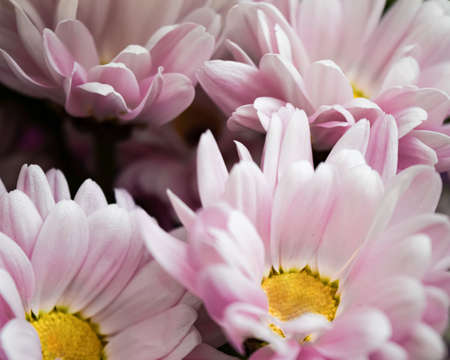 Lilac chrysanthemums collected in a bouquet. Delicate natural background. horizontal photo.