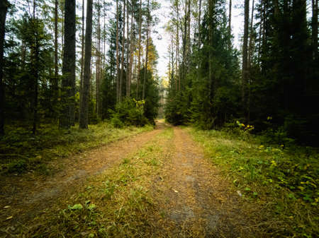 Empty forest road in the old autumn European forest. wild nature. horizontal photo.の写真素材