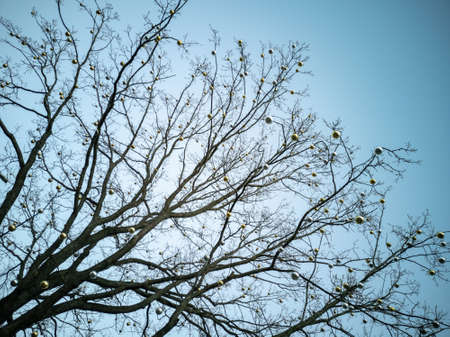 Branches of an old oak tree with toy glass balls against a blue sky. horizontal photo.