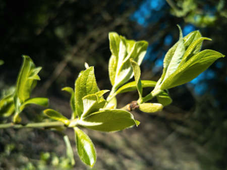 Young green blossoming leaves on the branches of a tree. springtime.