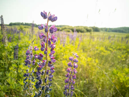 Purple flower lupine Lupinus. Beautiful natural background with selective focus.の写真素材
