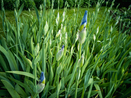 Flowerbed with blossoming buds of irises. Growing Iris germanica.