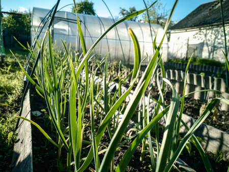 Green feathers of garlic in the garden. Growing Allium sativum L.の写真素材
