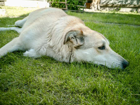 Sad dog lies on the lawn. Diseases of dogs.