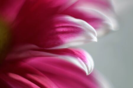 Macro photo of beautiful flowerの写真素材