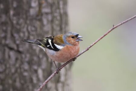bird Chaffinch sits in the spring in the Park and sings a songの写真素材