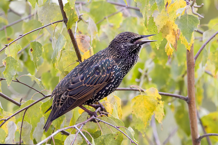 the black bird, the Starling stands on the tree in the Park in the springの写真素材