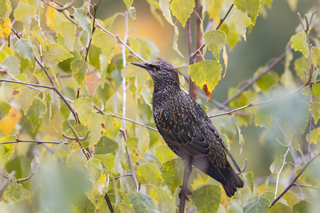 the black bird, the Starling stands on the tree in the Park in the springの写真素材