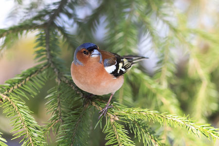 the young bird is a male Chaffinch sings on the branches of spruce in early spring in the Parkの写真素材