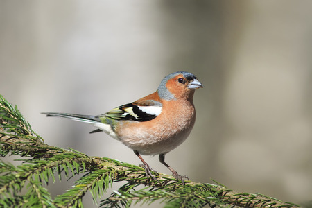 the bird is Chaffinch singing in the forest in spring in Aprilの写真素材