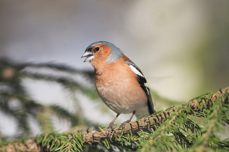 the young bird is a male Chaffinch sings on the branches of spruce in early spring in the Parkの写真素材
