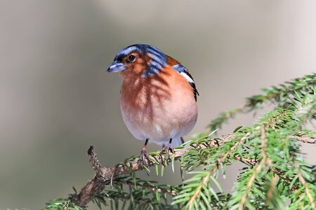 the bird is Chaffinch singing in the forest in spring in Aprilの写真素材