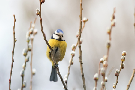 beautiful little blue tit bird singing a song on a fluffy willow in early spring in the Parkの写真素材