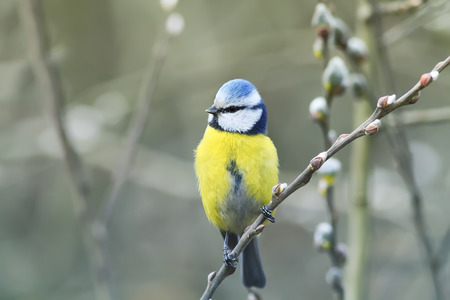 beautiful little blue tit bird singing a song on a fluffy willow in early spring in the Parkの写真素材
