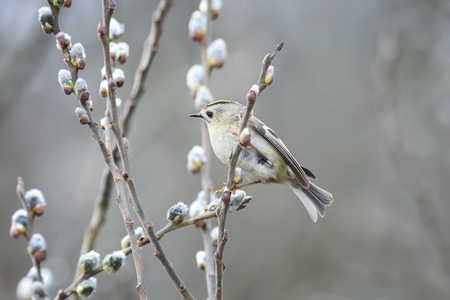 a small goldcrest bird sits among branches fluffy willow in a Park in springの写真素材